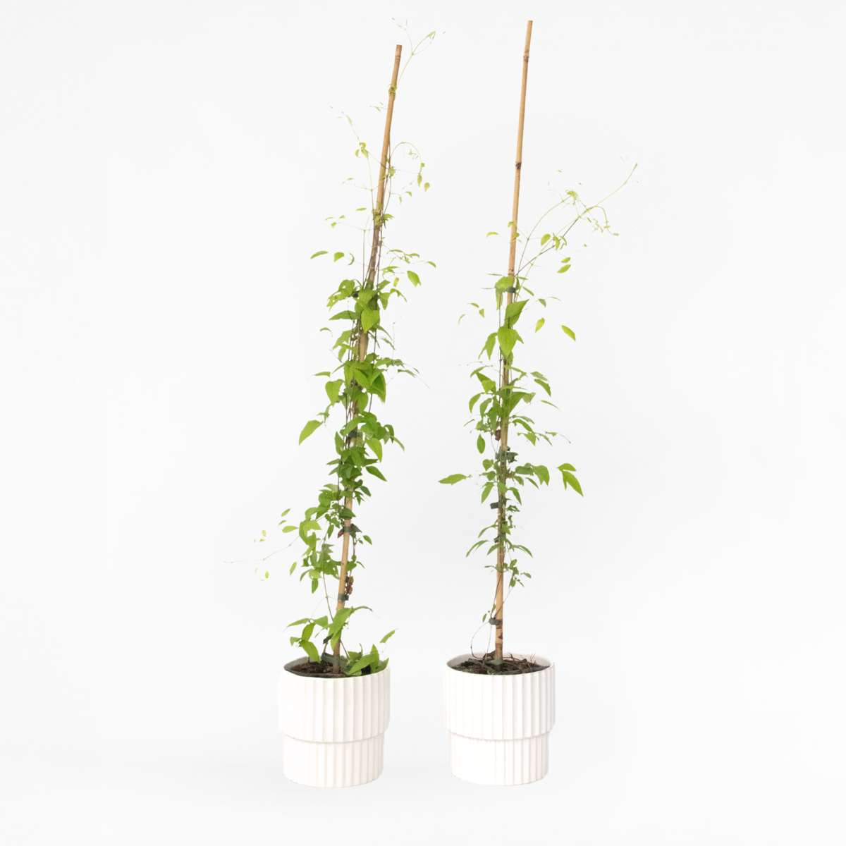 Climbers Waldrebe - 2 Stück - Clematis 'Hagley Hybrid' - Höhe 100-120Cm - ⌀17Cm