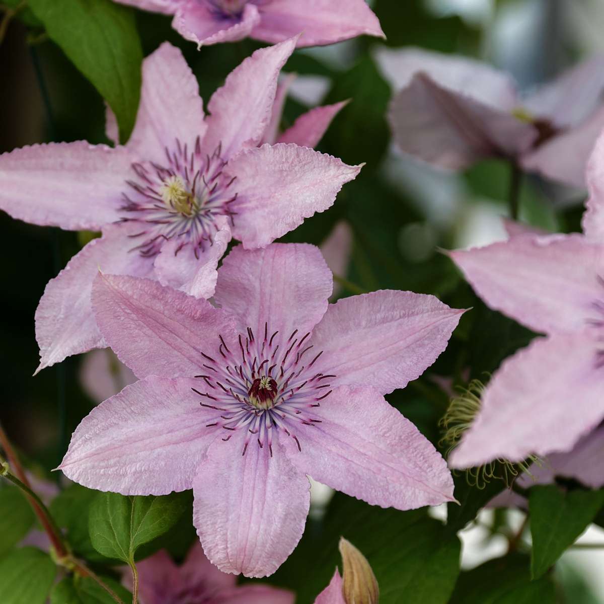 Climbers Waldrebe - 2 Stück - Clematis 'Hagley Hybrid' - Höhe 100-120Cm - ⌀17Cm