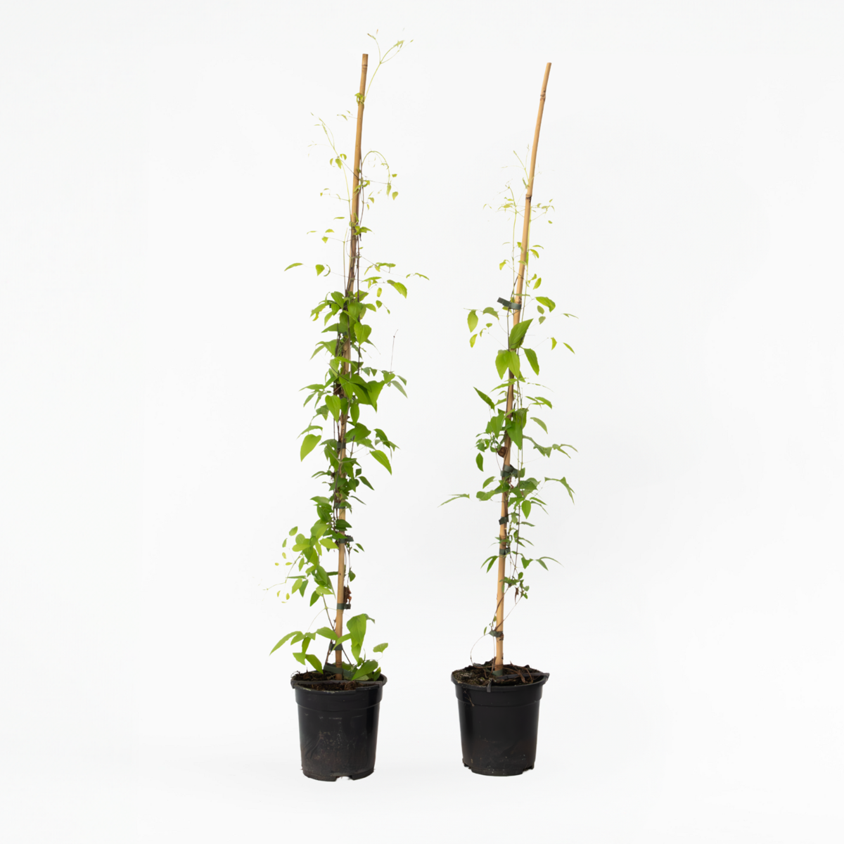 Climbers Waldrebe - 2 Stück - Clematis 'Hagley Hybrid' - Höhe 100-120Cm - ⌀17Cm