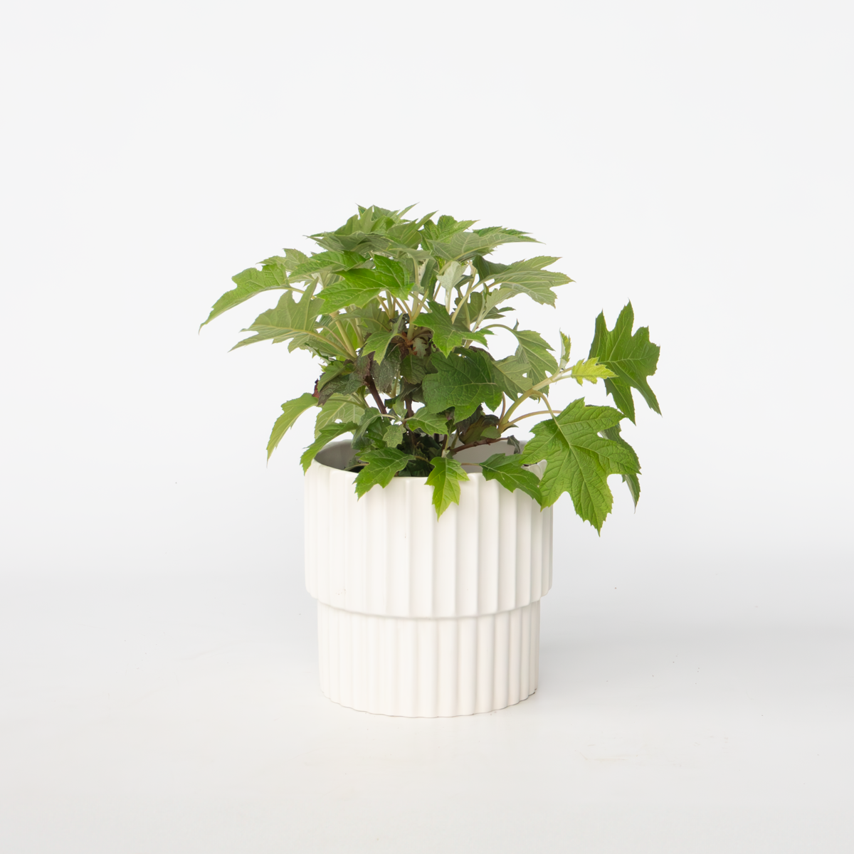 Hydrangea Hortensie - Hydrangea Paniculata 'Toy Soldier' - Höhe 25-40Cm - ⌀19Cm