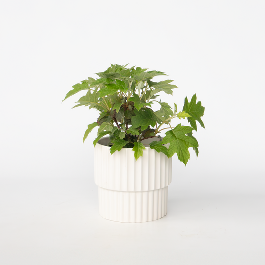 Hydrangea Hortensie - Hydrangea Paniculata 'Toy Soldier' - Höhe 25-40Cm - ⌀19Cm