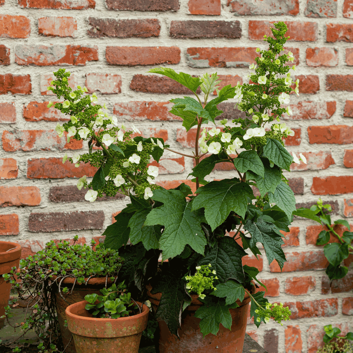 Hydrangea Hortensie - Hydrangea Paniculata 'Toy Soldier' - Höhe 25-40Cm - ⌀19Cm