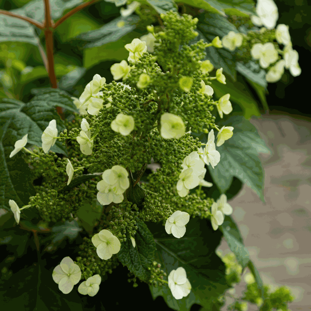 Hydrangea Hortensie - Hydrangea Paniculata 'Toy Soldier' - Höhe 25-40Cm - ⌀19Cm