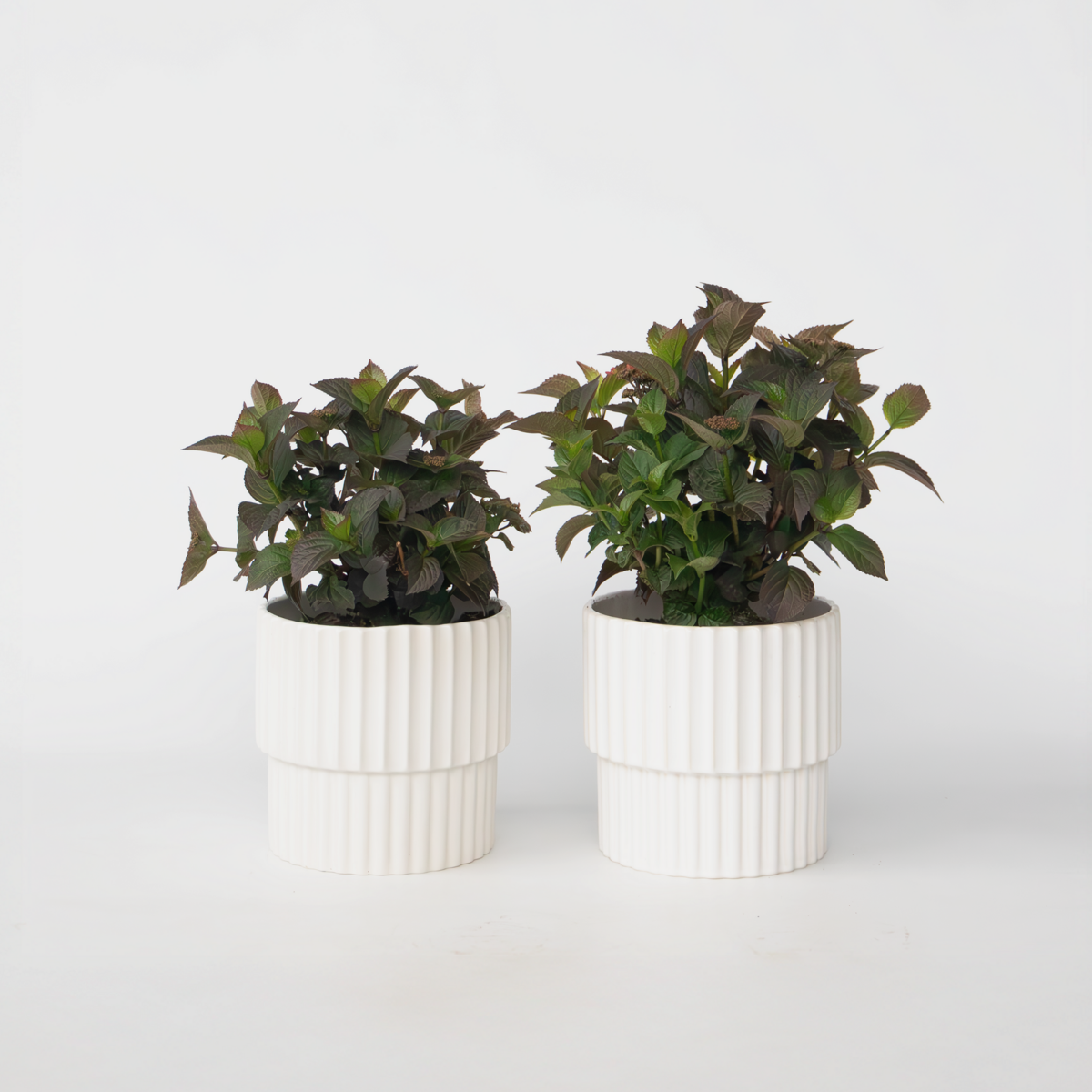 Hydrangea Hortensie - 2 Stk - Hydrangea 'Dare Devil' - Höhe 25-40Cm - ⌀19Cm