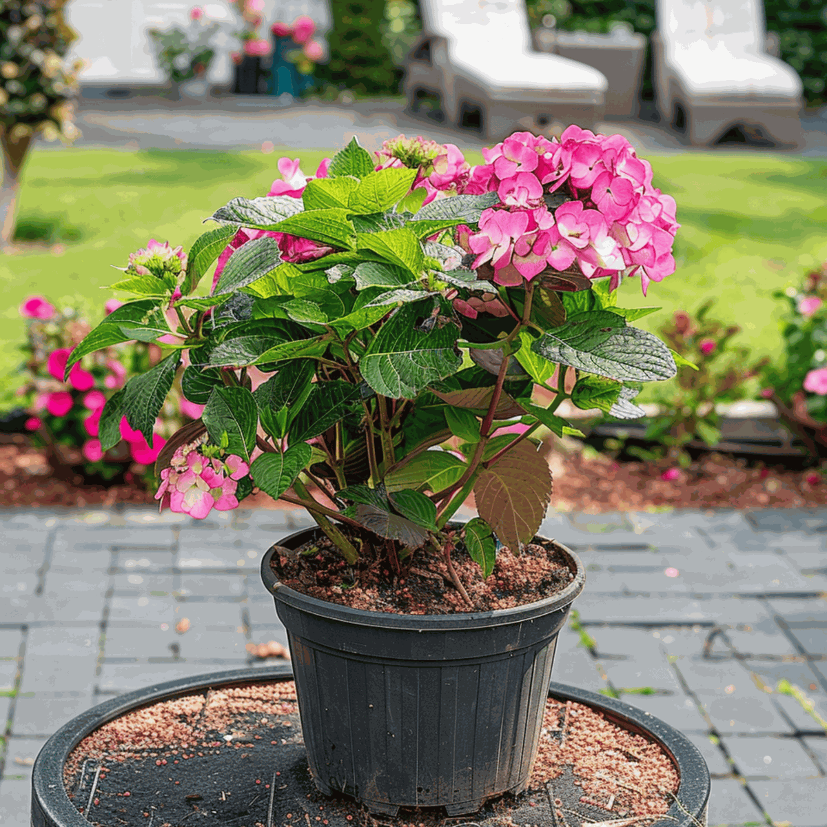 Hydrangea Hortensie - 2 Stk - Hydrangea 'Dare Devil' - Höhe 25-40Cm - ⌀19Cm