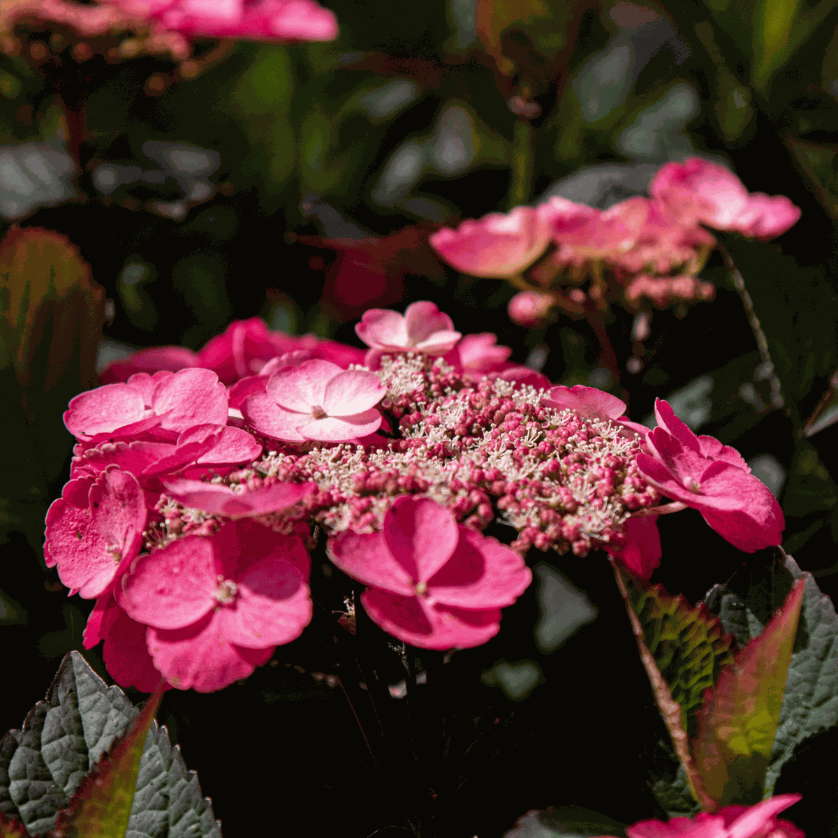 Hydrangea Hortensie - 2 Stk - Hydrangea 'Dare Devil' - Höhe 25-40Cm - ⌀19Cm