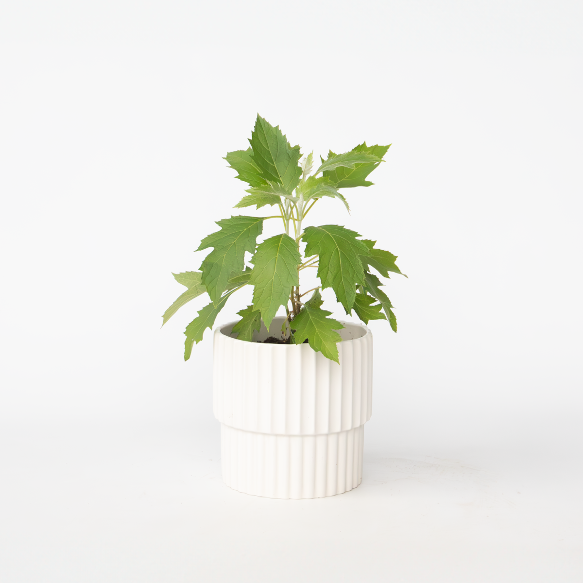 Hydrangea Hortensie - Hydrangea Paniculata 'Ice Crystal' - Höhe 25-40Cm - ⌀19Cm