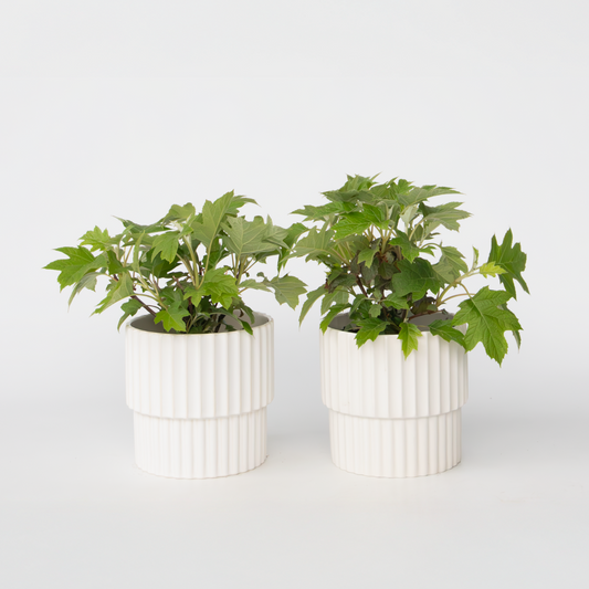 Hydrangea Hortensie - 2 Stk - Hydrangea 'Toy Soldier' - Höhe 25-40Cm - ⌀19Cm