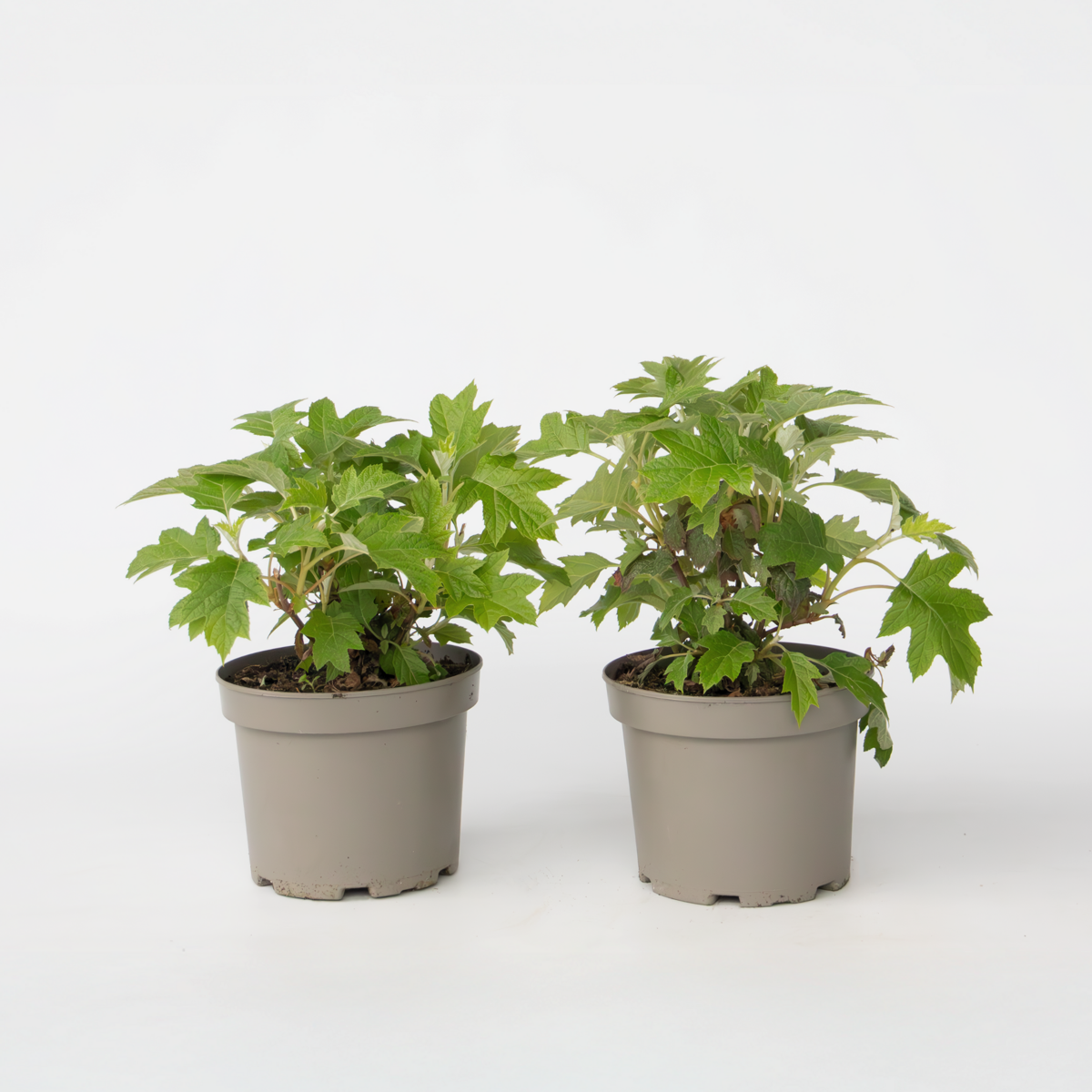 Hydrangea Hortensie - 2 Stk - Hydrangea 'Toy Soldier' - Höhe 25-40Cm - ⌀19Cm