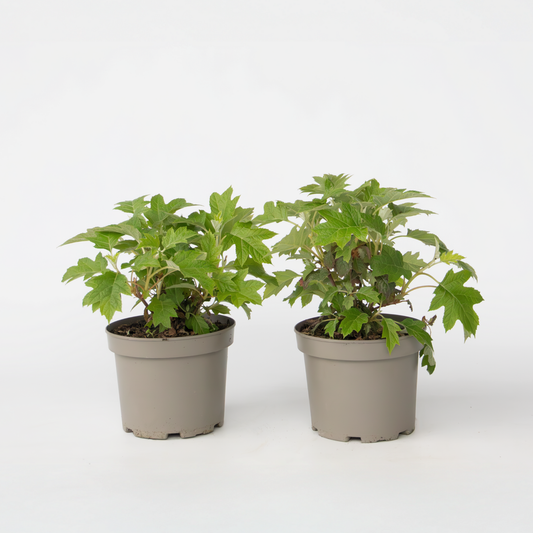 Hydrangea Hortensie - 2 Stk - Hydrangea 'Toy Soldier' - Höhe 25-40Cm - ⌀19Cm