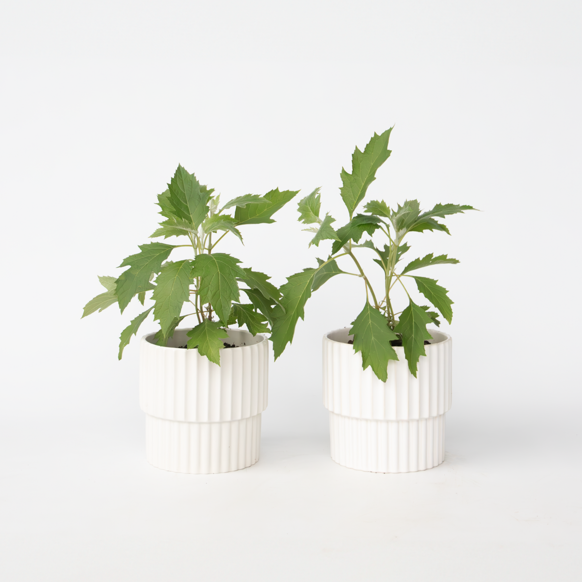 Hydrangea Hortensie - 2 Stk - Hydrangea 'Ice Crystal' - Höhe 25-40Cm - ⌀19Cm