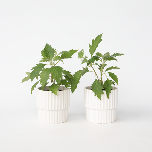 Hydrangea Hortensie - 2 Stk - Hydrangea 'Ice Crystal' - Höhe 25-40Cm - ⌀19Cm