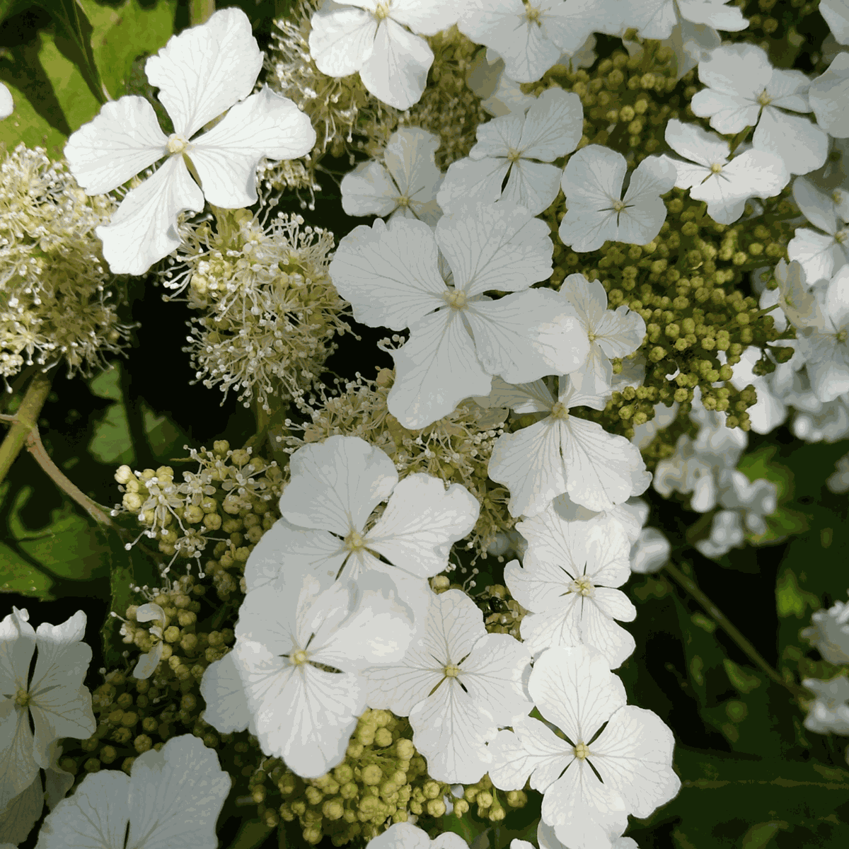 Hydrangea Hortensie - 2 Stk - Hydrangea 'Ice Crystal' - Höhe 25-40Cm - ⌀19Cm