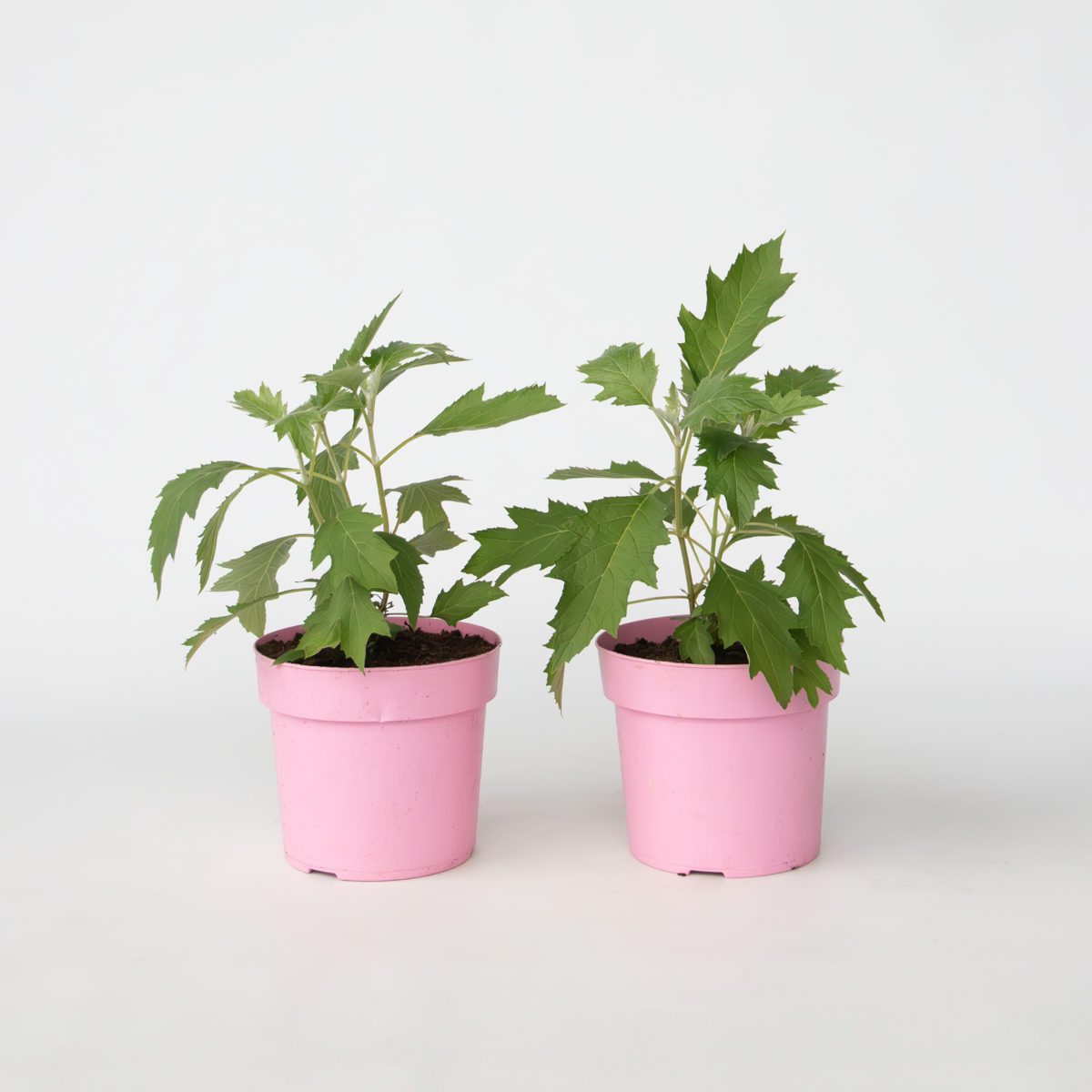 Hydrangea Hortensie - 2 Stk - Hydrangea 'Ice Crystal' - Höhe 25-40Cm - ⌀19Cm