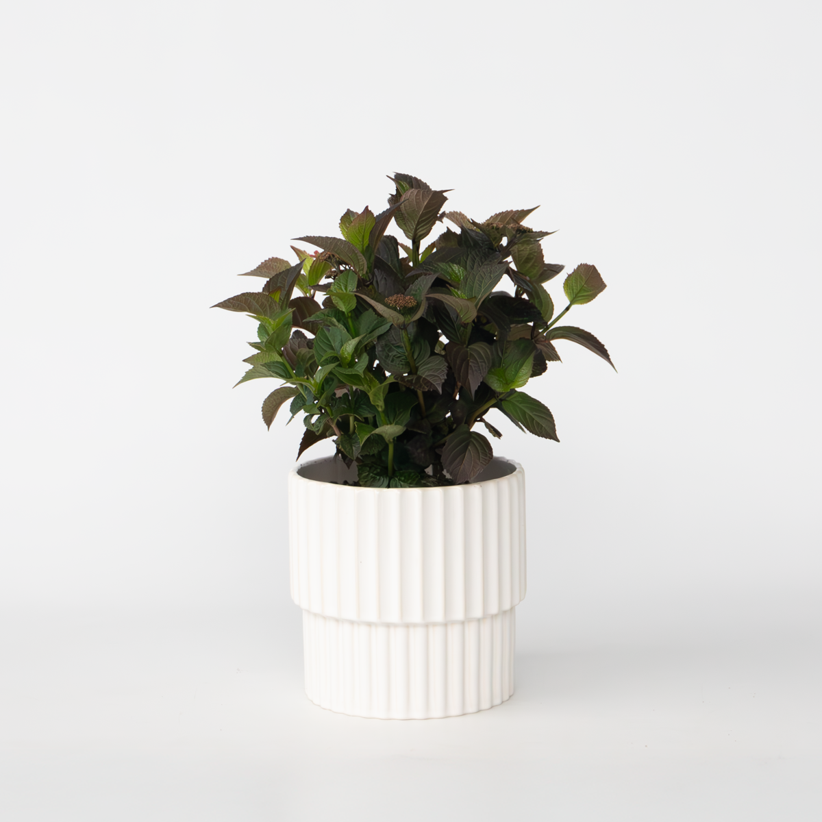 Hydrangea Hortensie - Hydrangea Paniculata 'Dare Devil' - Höhe 25-40Cm - ⌀19Cm