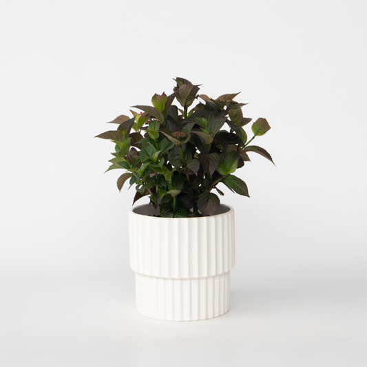 Hydrangea Hortensie - Hydrangea Paniculata 'Dare Devil' - Höhe 25-40Cm - ⌀19Cm