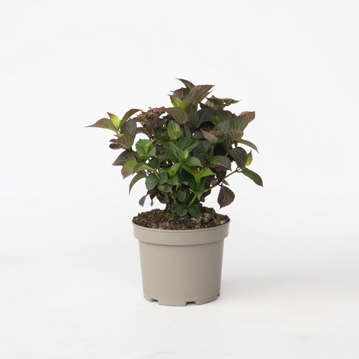 Hydrangea Hortensie - Hydrangea Paniculata 'Dare Devil' - Höhe 25-40Cm - ⌀19Cm