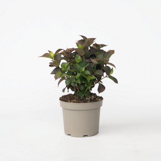 Hydrangea Hortensie - Hydrangea Paniculata 'Dare Devil' - Höhe 25-40Cm - ⌀19Cm