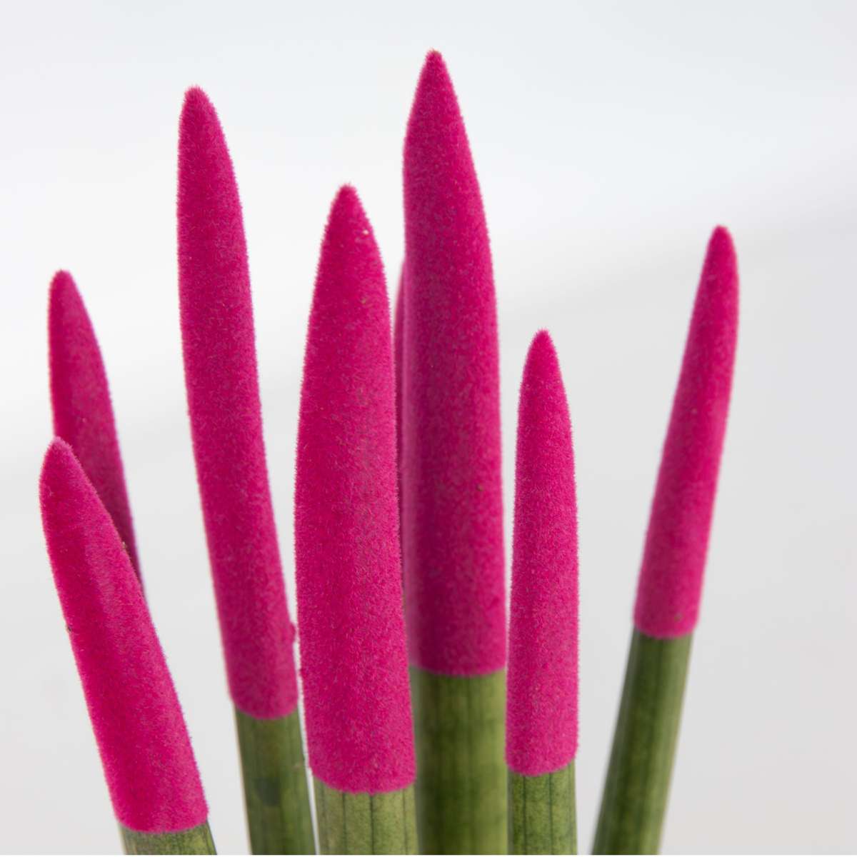 Sansevieria Zylindrischer Bogenhanf - Sansevieria Cylindrica - Höhe 20-40Cm - Topf 9Cm