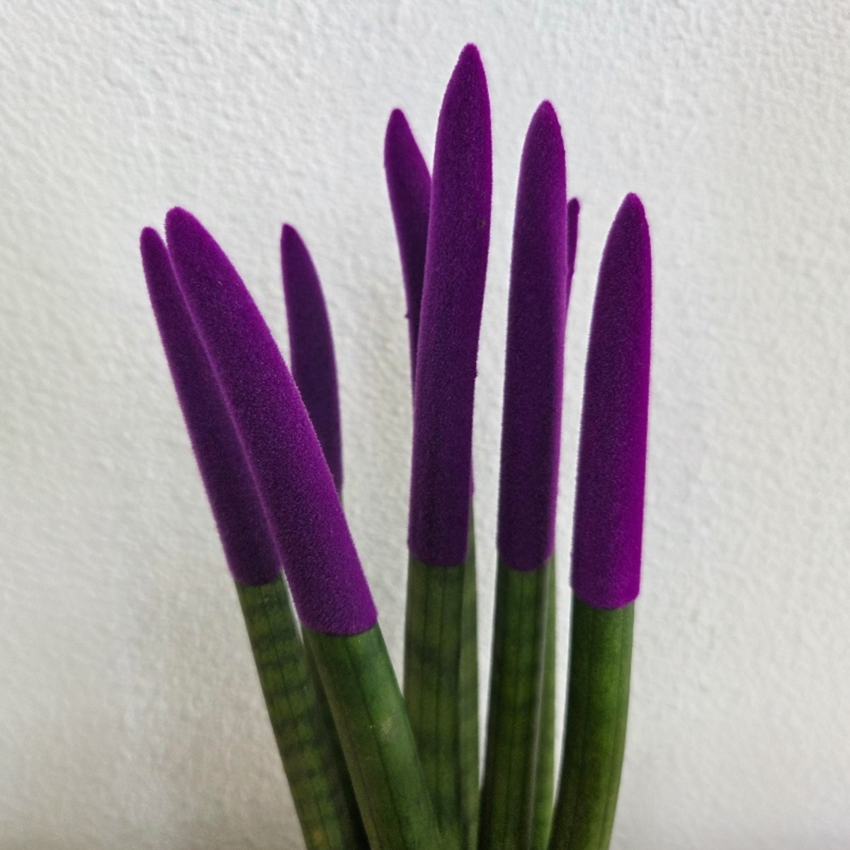 Sansevieria Zylindrischer Bogenhanf - Sansevieria Cylindrica - Höhe 20-40Cm - Topf 9Cm