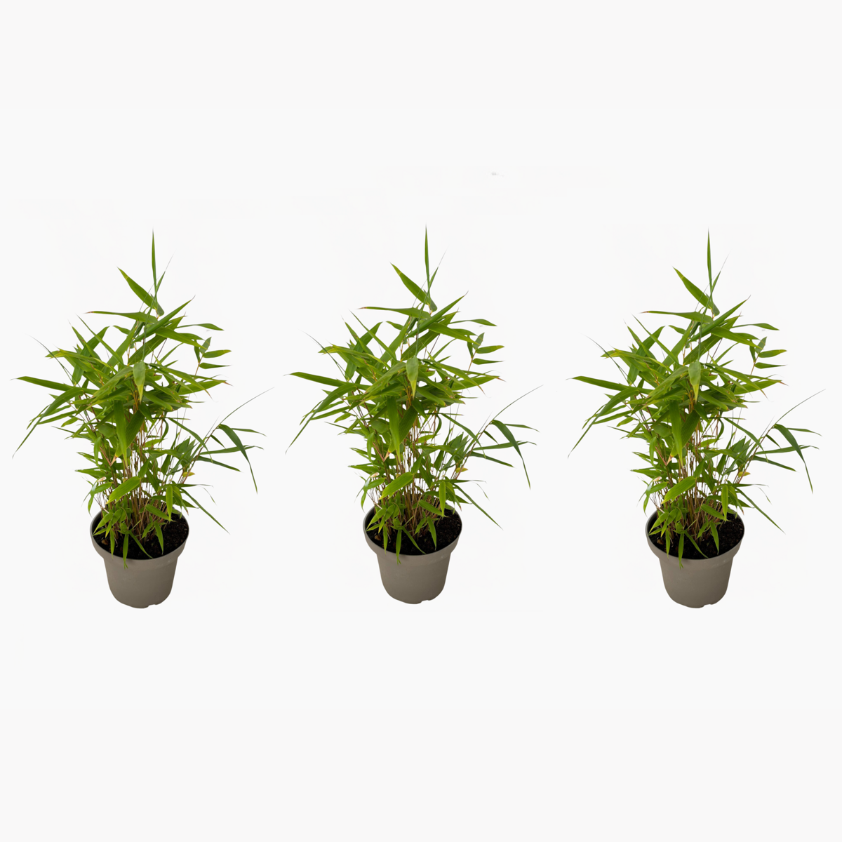Bamboo Shrubs Bambus - 3Er-Set - Fargesia Nitida 'Black Dragon' - Höhe 25-40Cm - ⌀14Cm