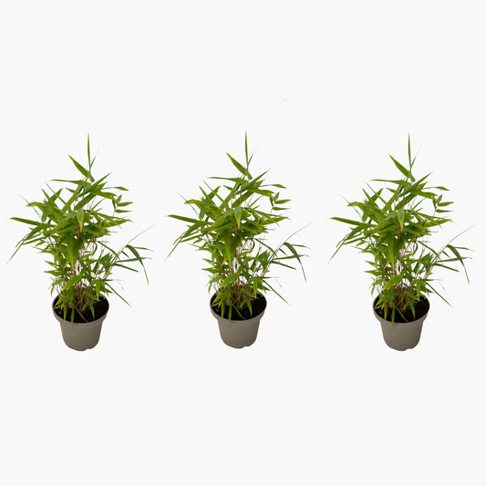Bamboo Shrubs Bambus - 3Er-Set - Fargesia Nitida 'Black Dragon' - Höhe 25-40Cm - ⌀14Cm