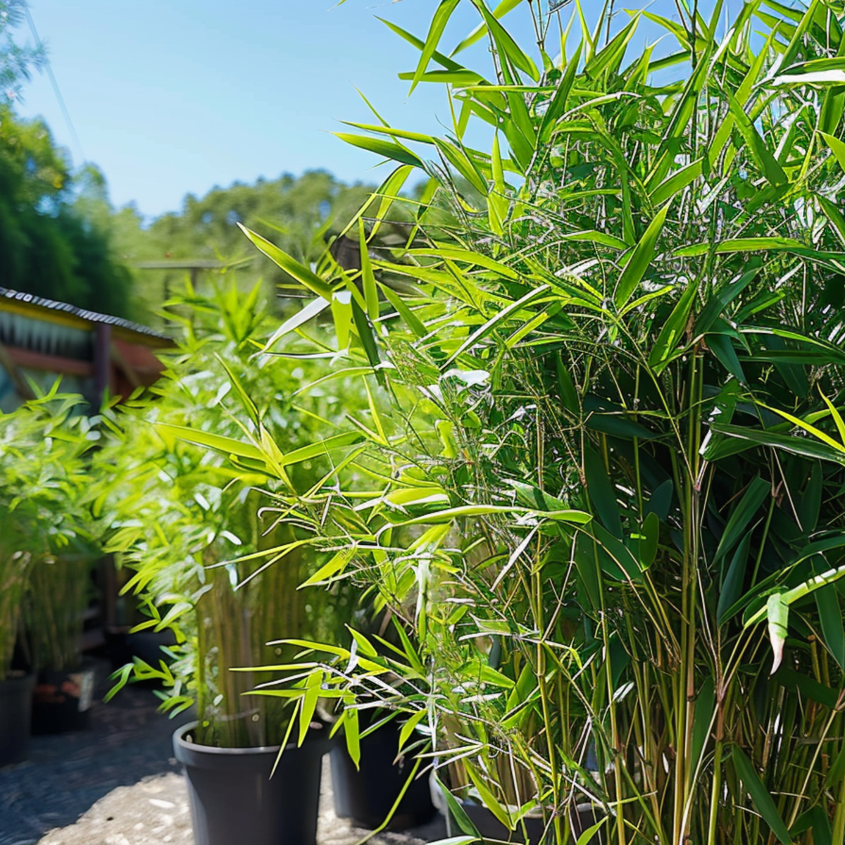 Bamboo Shrubs Bambus - 3Er-Set - Fargesia Nitida 'Black Dragon' - Höhe 25-40Cm - ⌀14Cm