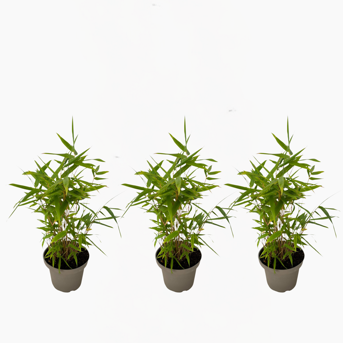 Bamboo Shrubs Bambus - 3Er-Set - Fargesia Nitida 'Black Dragon' - Höhe 25-40Cm - ⌀14Cm