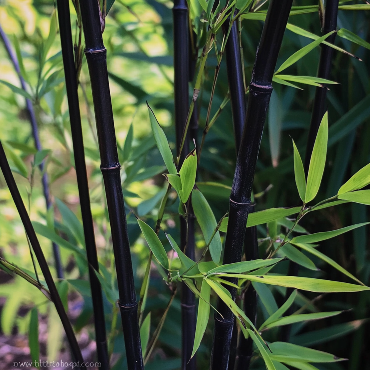 Bamboo Shrubs Bambus - 6Er-Set - Fargesia Nitida 'Black Dragon' - Höhe 25-40Cm - ⌀14Cm