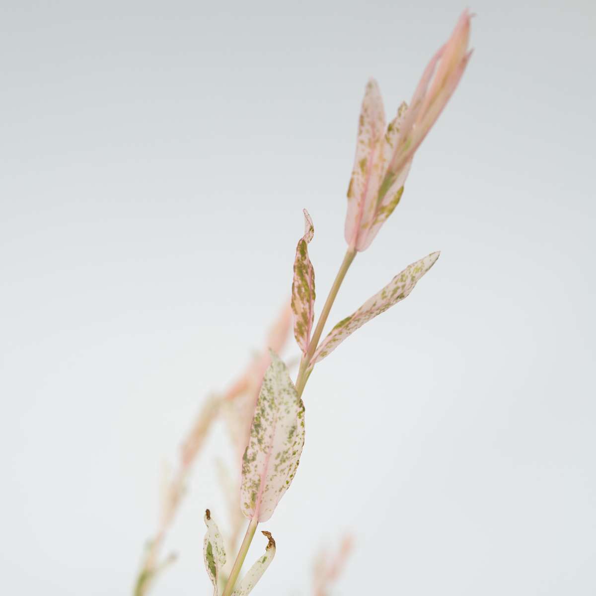 Other Shrubs Zierweide - Salix Integra 'Flamingo' - Höhe 60-80Cm - Topf 17Cm