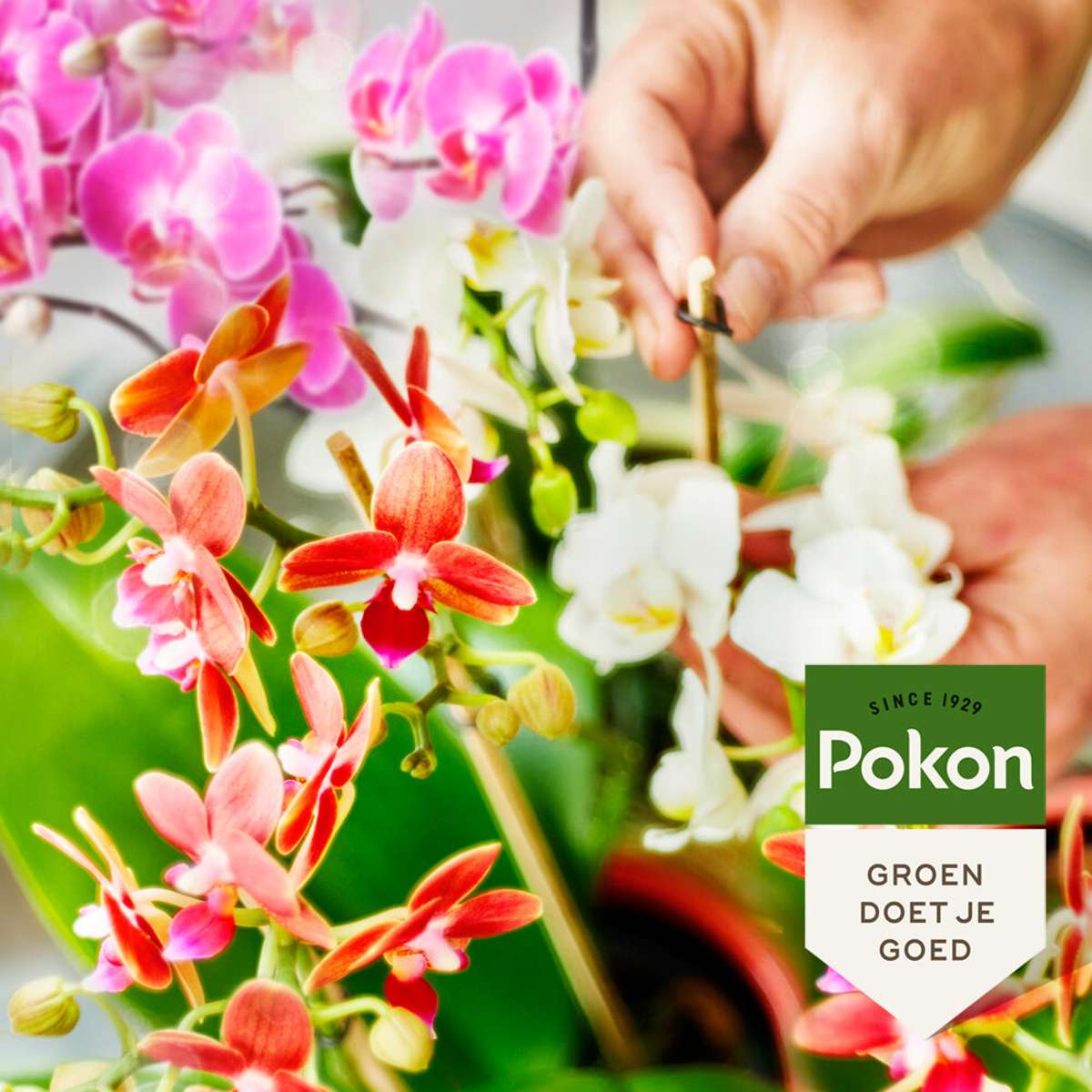 Plant Food Pokon Flüssiges Pflanzenfutter – Orchideen – 250 Ml