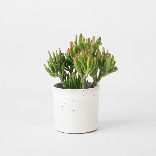 Succulents Jadepflanze - Crassula Ovata 'Hobbit' - Höhe 10-20Cm - ⌀12Cm