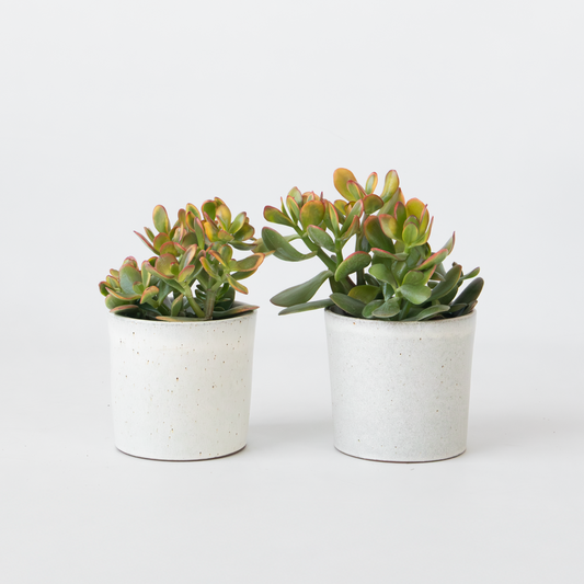 Succulents Jadepflanze - 2Er Set - Crassula Ovata 'Sunset' - Höhe 15-20Cm - ⌀12Cm