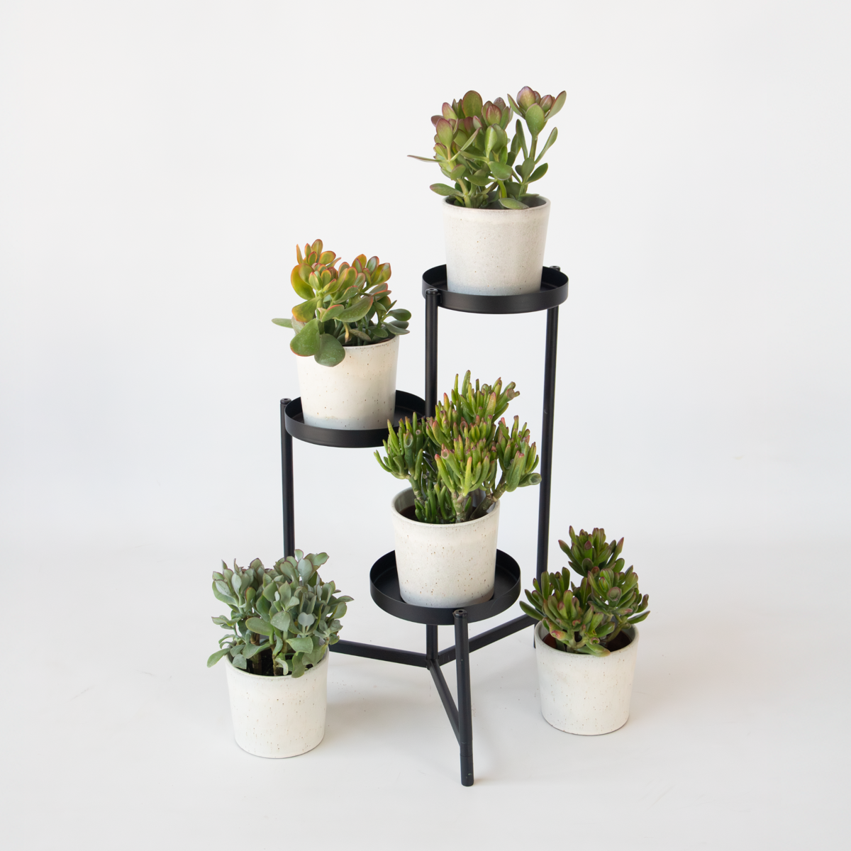 Succulents Jadepflanze - 2Er-Set - Crassula Arborescens 'Curly' - Topf 12 Cm