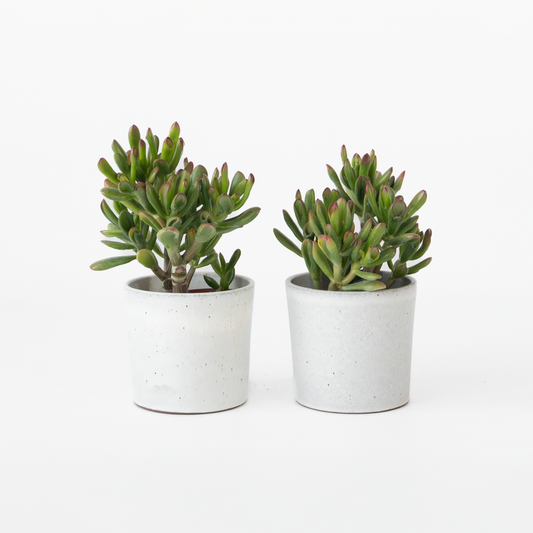 Succulents Pfennigbaum - 2Er Set - Crassula Ovata 'Gollum' - Höhe 15-25 Cm - Topf 12 Cm