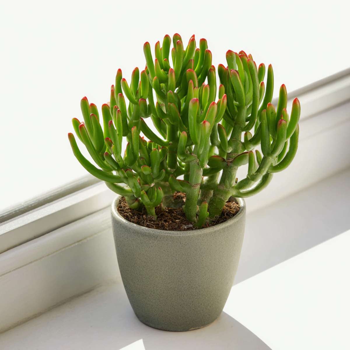 Succulents Pfennigbaum - 2Er Set - Crassula Ovata 'Gollum' - Höhe 15-25 Cm - Topf 12 Cm