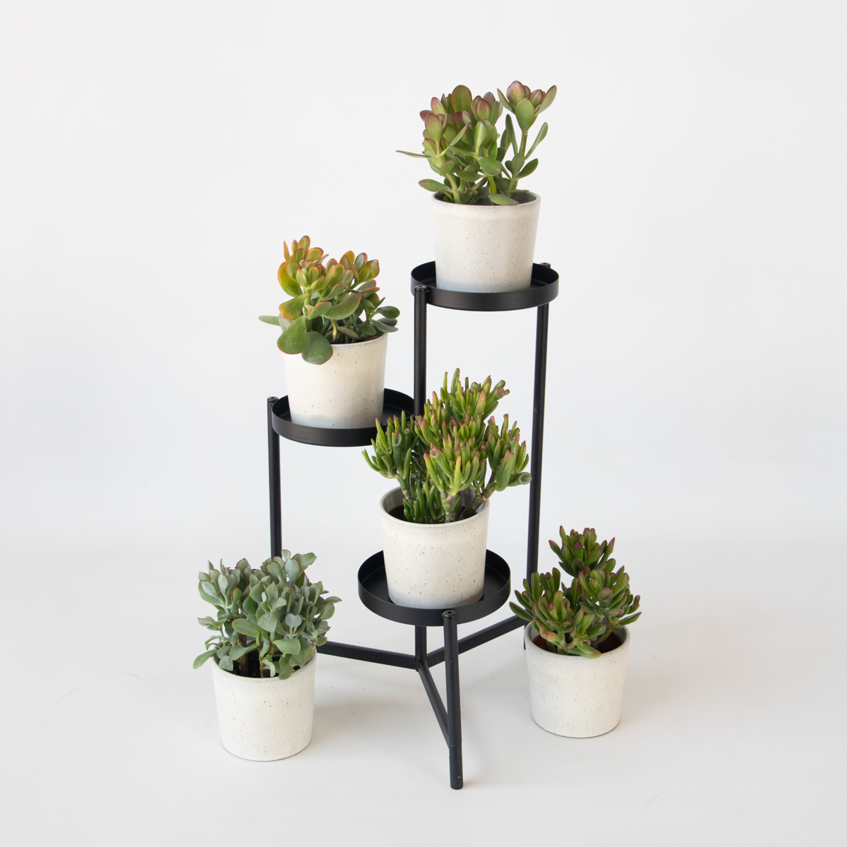 Succulents Geldbaum - Mix Aus 5 Crassula Ovata - Höhe 10-25 Cm - Topf 12 Cm