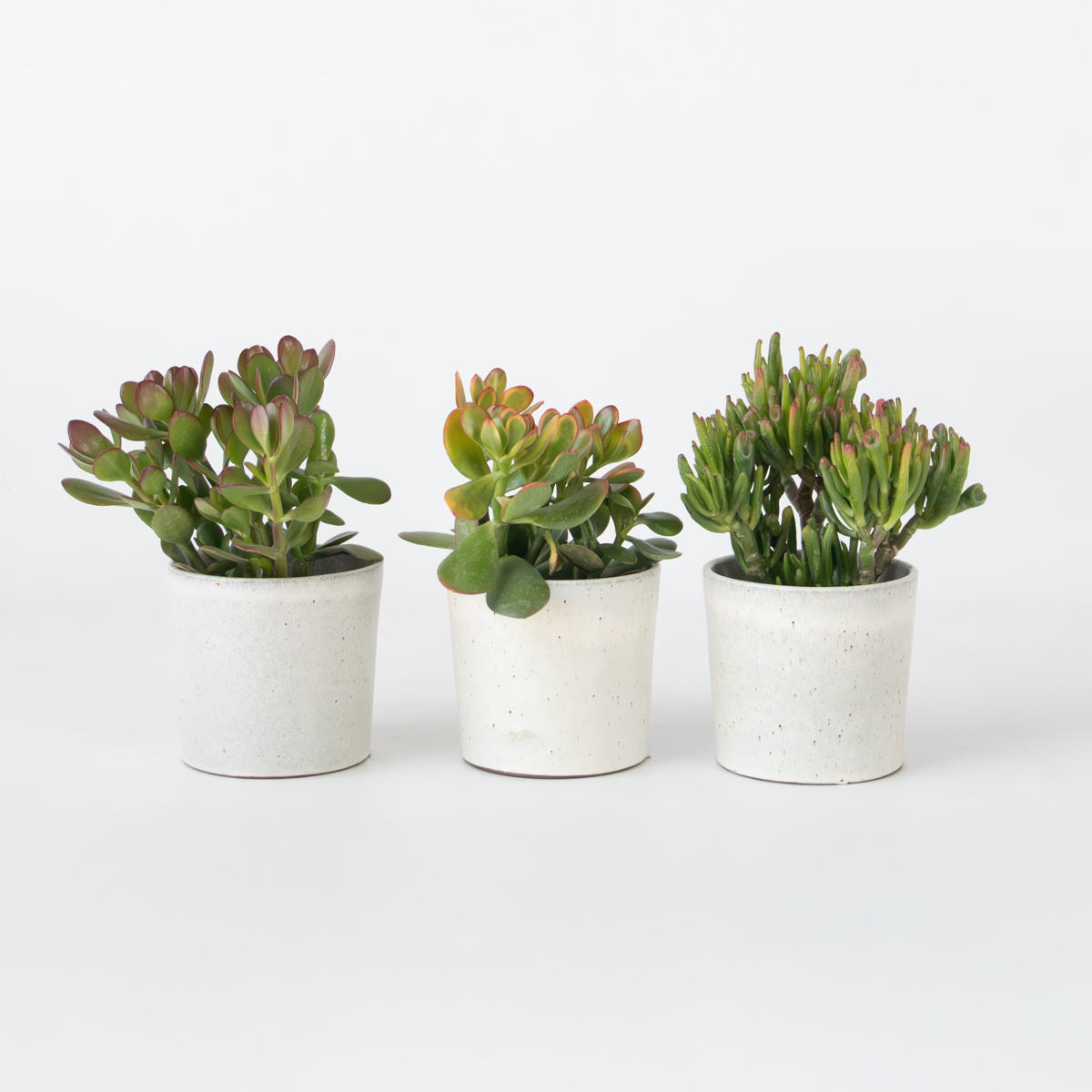 Succulents Geldbaum - 3Er-Set - Crassula Minor, Hobbit, Sunset - Höhe 10-25 Cm - Ø12 Cm
