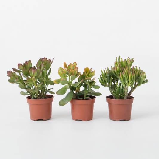 Succulents Geldbaum - 3Er-Set - Crassula Minor, Hobbit, Sunset - Höhe 10-25 Cm - Ø12 Cm