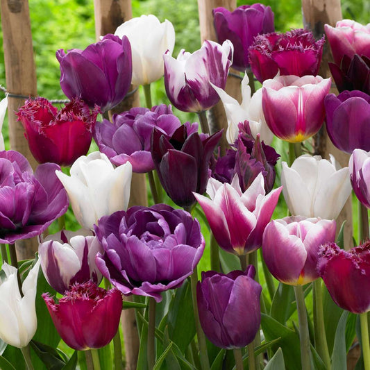 Tulip Tulpenzwiebeln - 35 Stk - Tulipa 'Blueberry' - Blumenzwiebeln - Lila