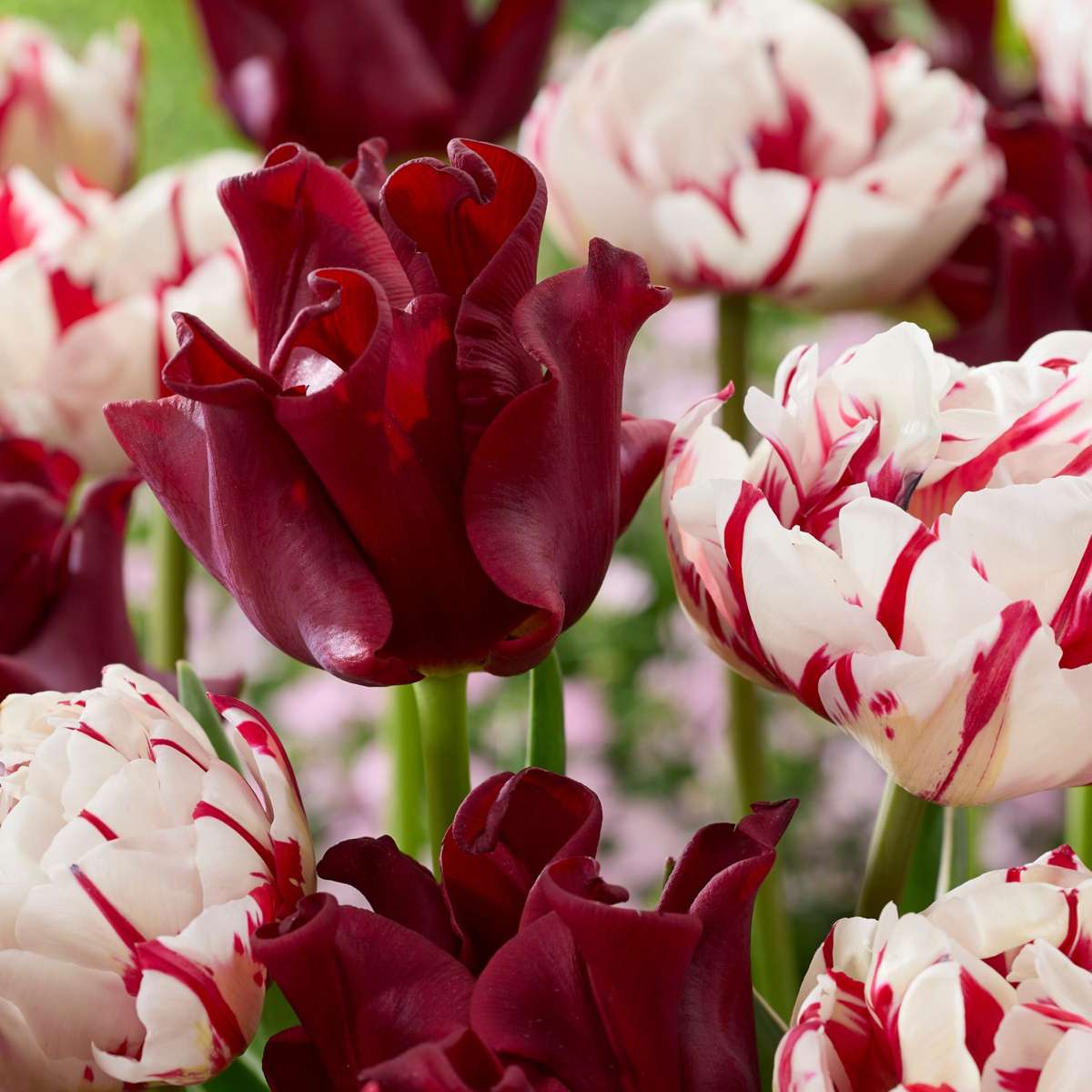 Tulip Tulpenzwiebeln 'Red Dress' - Set Mit 10 Stück - Winterhart & Mehrjährig