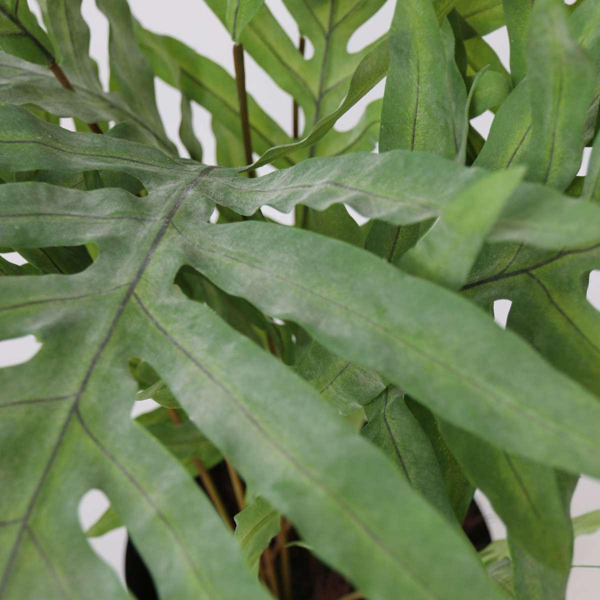 Artificial Plants Künstliches Phlebodium – Höhe 80Cm