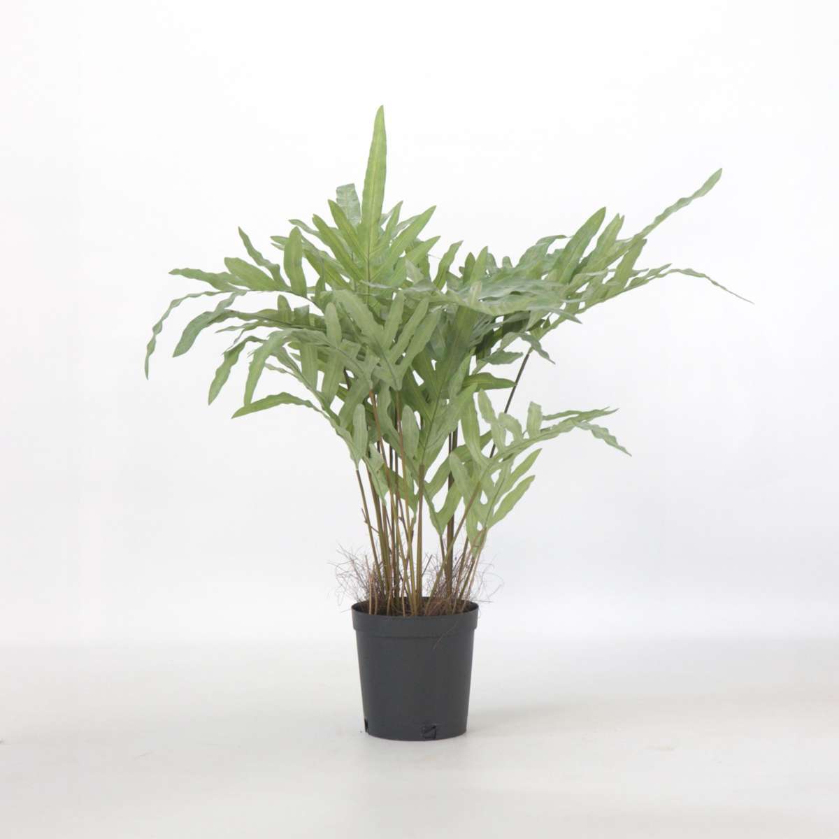 Artificial Plants Künstliches Phlebodium – Höhe 80Cm