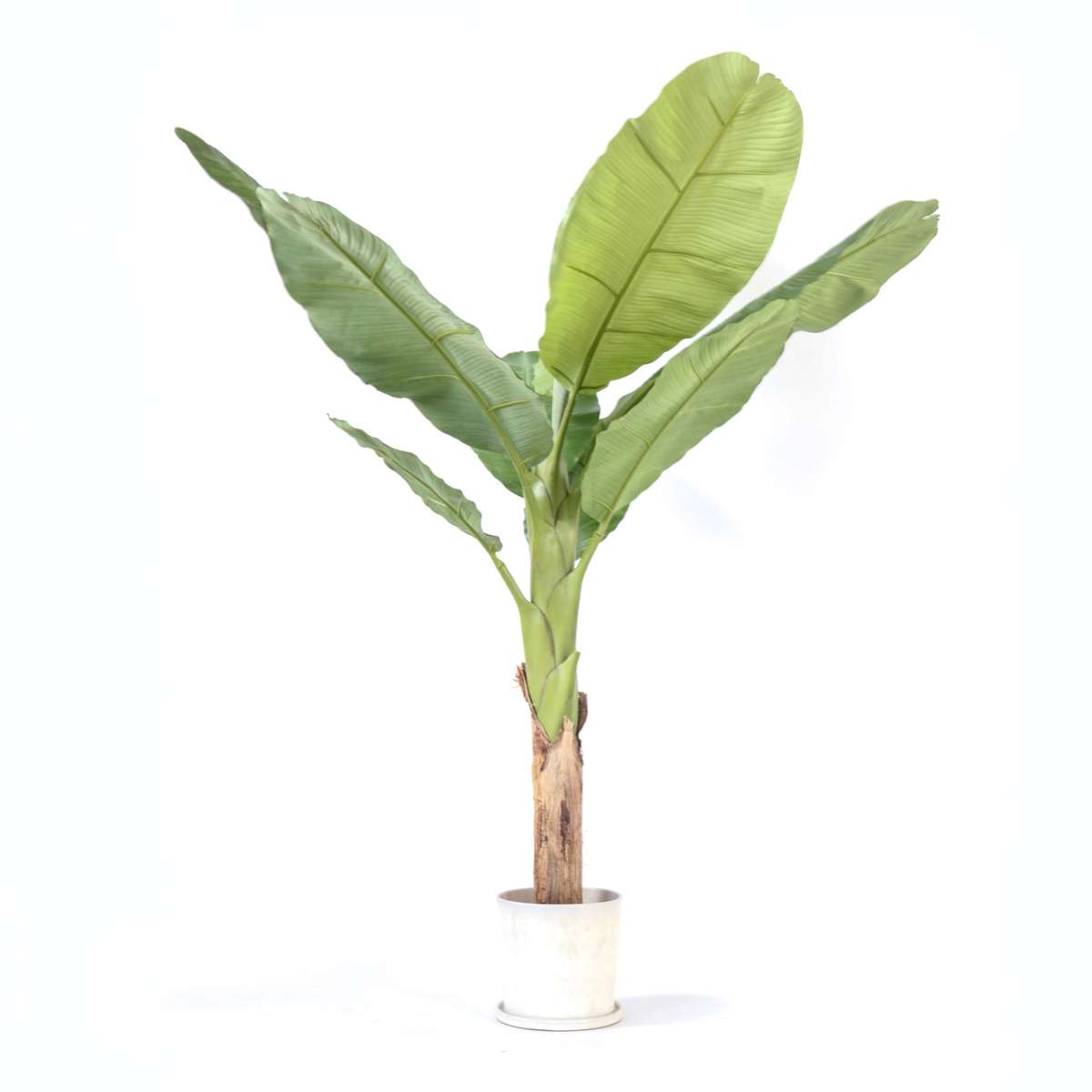 Artificial Plants Künstliche Musa-Bananenpflanze – Höhe 150Cm