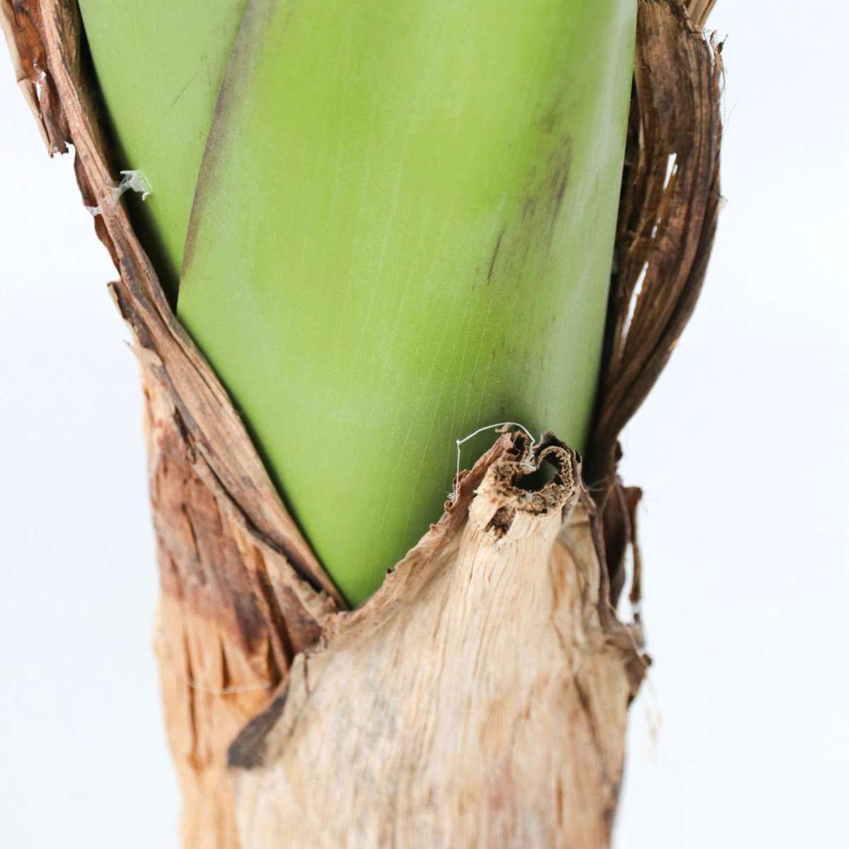 Artificial Plants Künstliche Musa-Bananenpflanze – Höhe 150Cm