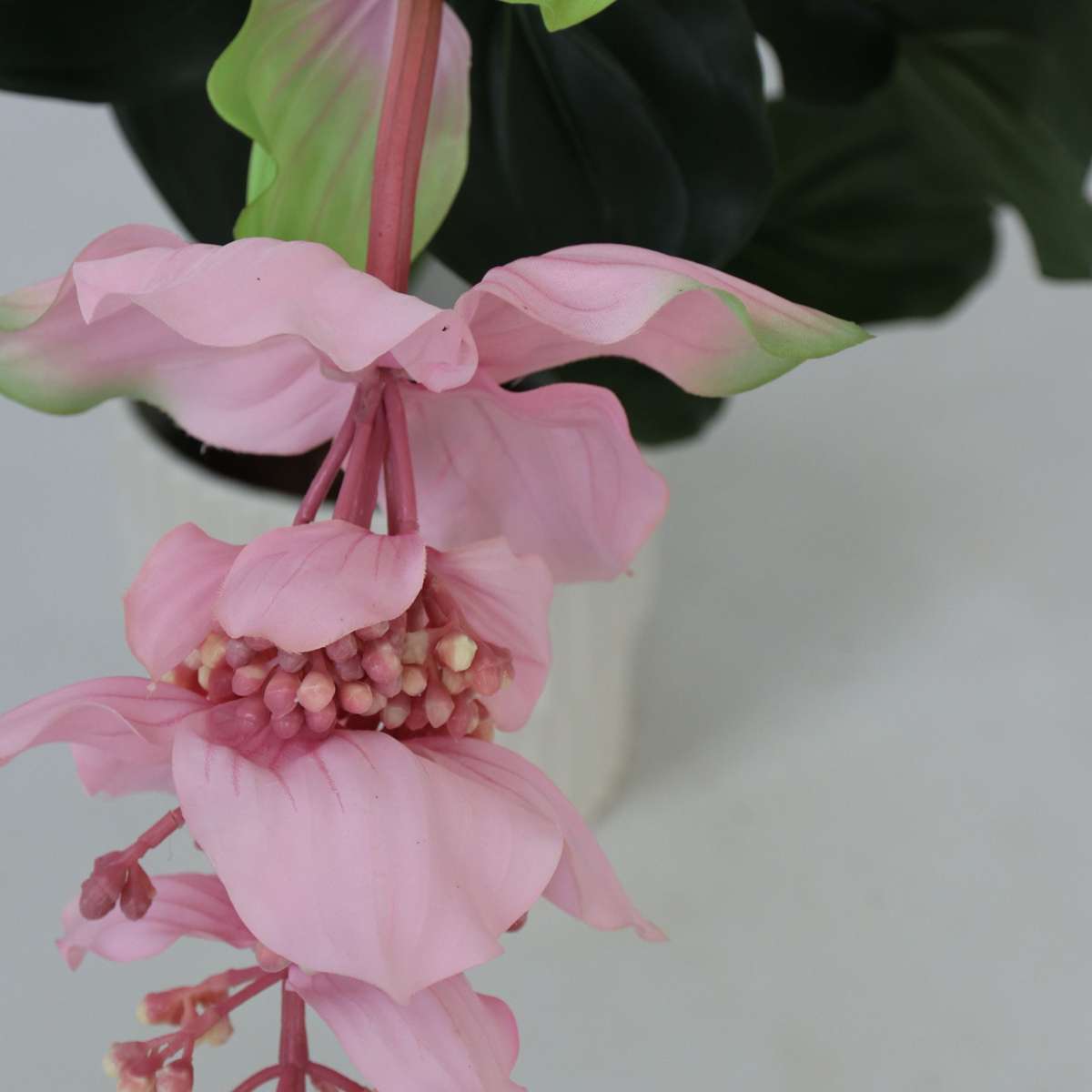 Artificial Plants Künstliche Medinilla Magnifica – Höhe 85Cm
