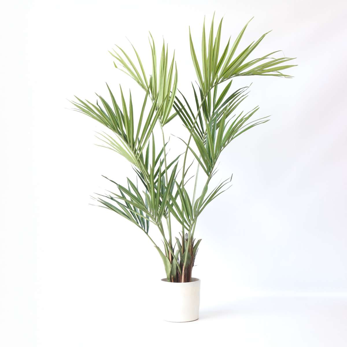Artificial Plants Künstliche Kentia – Höhe 150Cm