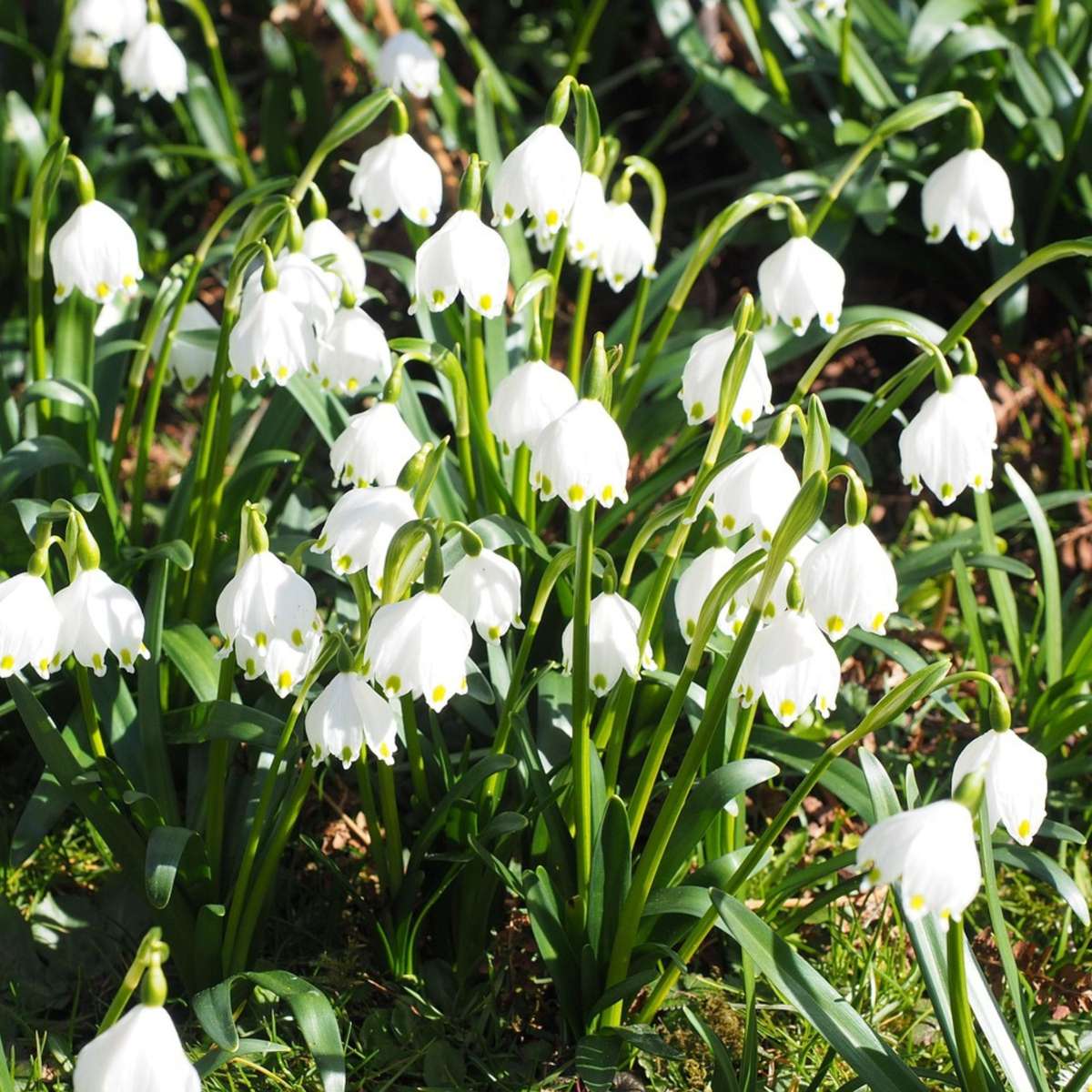 Other Types Of Flower Bulbs Wet Garden Box - 30 Blumenzwiebeln Für Feuchte & Regenreiche Standorte