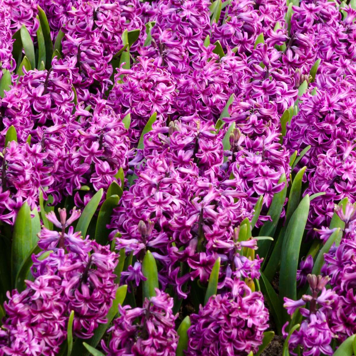 Hyacinth Hyazinthenzwiebeln - 10Er Set - Hyacinthus 'Purple Voice' - Blumenzwiebeln