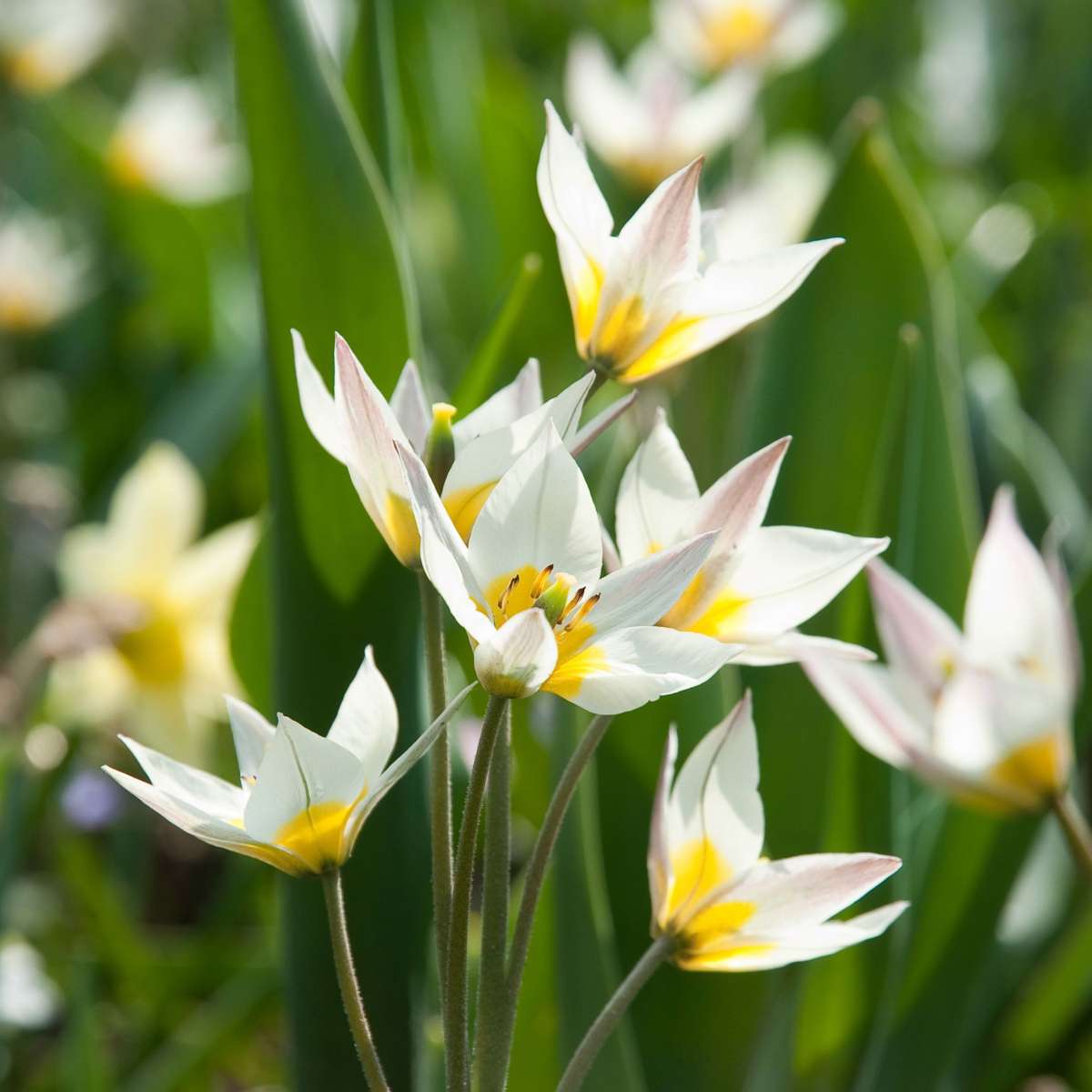 Other Types Of Flower Bulbs Dry Garden Box - 35 Blumenzwiebeln Für Trockene & Sonnige Standorte